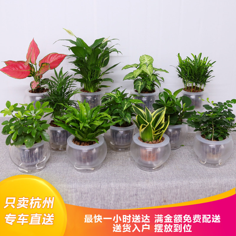 自动吸水小植物系列水培植物水养花卉懒人花木办公桌面摆放同城