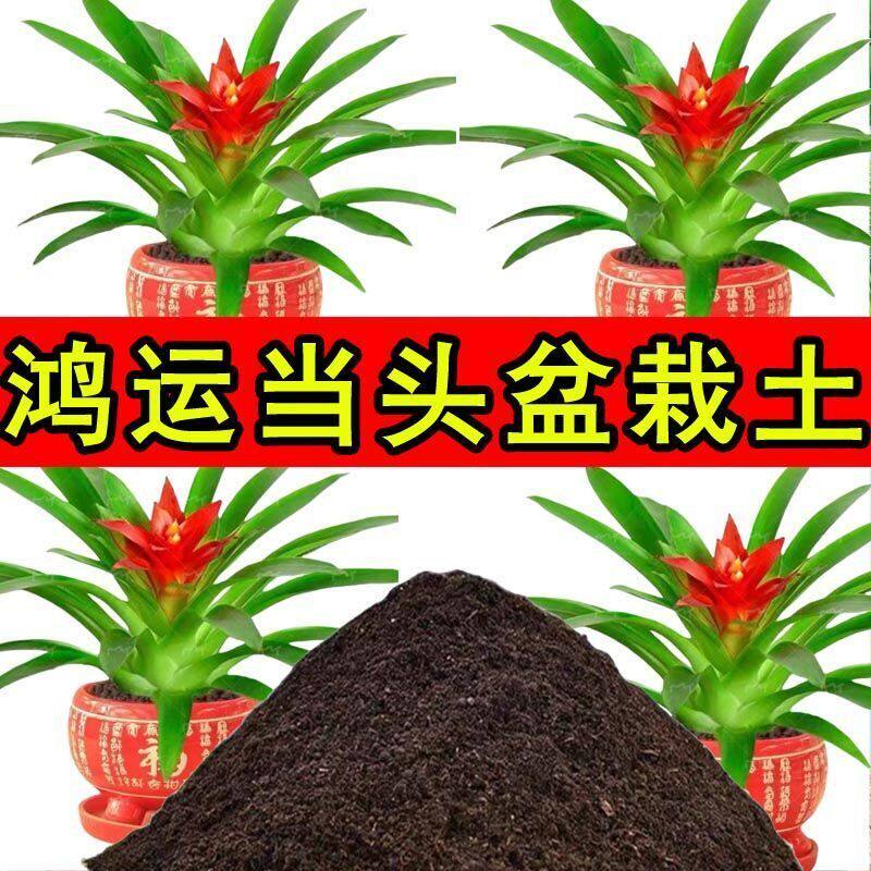 鸿运当头专用营养土盆栽土种植土壤室内种花养花土家庭花卉土肥料