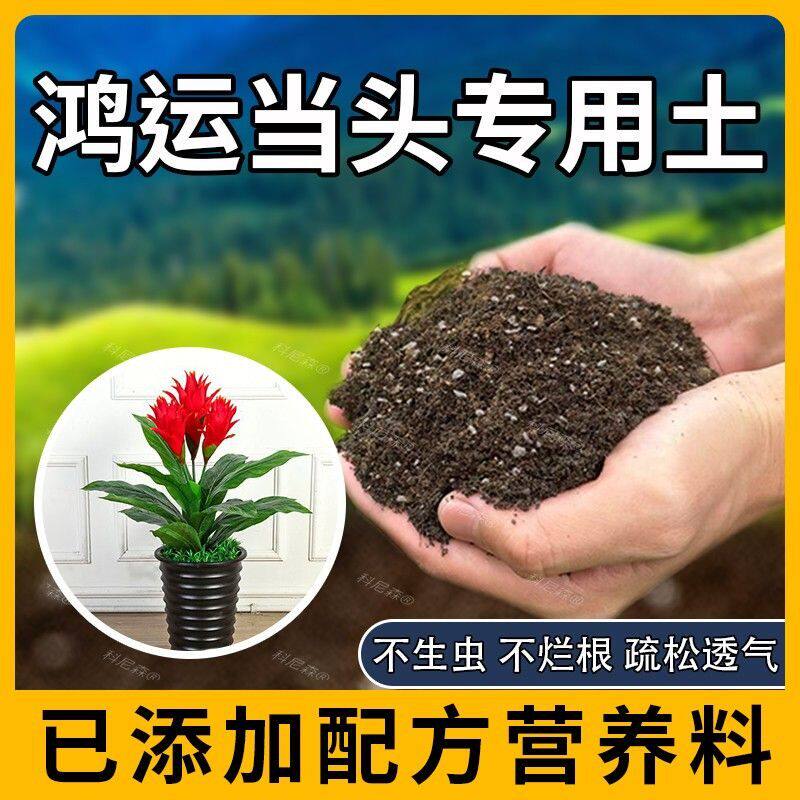 鸿运当头专用土肥料鸿运当头营养土室内花草种花园艺阳台育苗花土