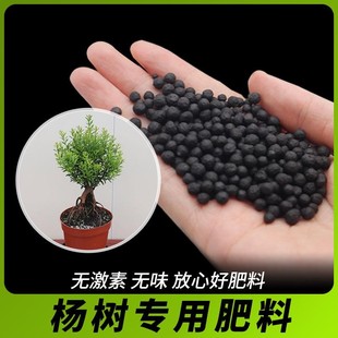 杨树专用肥杨树专用土室内盆栽缓释肥吸收快磷钾肥氮磷钾肥促生长
