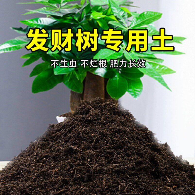 发财树专用土花土种植土发财树营养土室内养花花草蓬松透气泥土