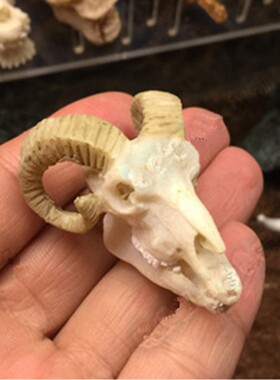 水族箱鱼缸摆件水草造景恐龙鳄鱼羊树脂头骨犀牛动物宠物房骷髅头