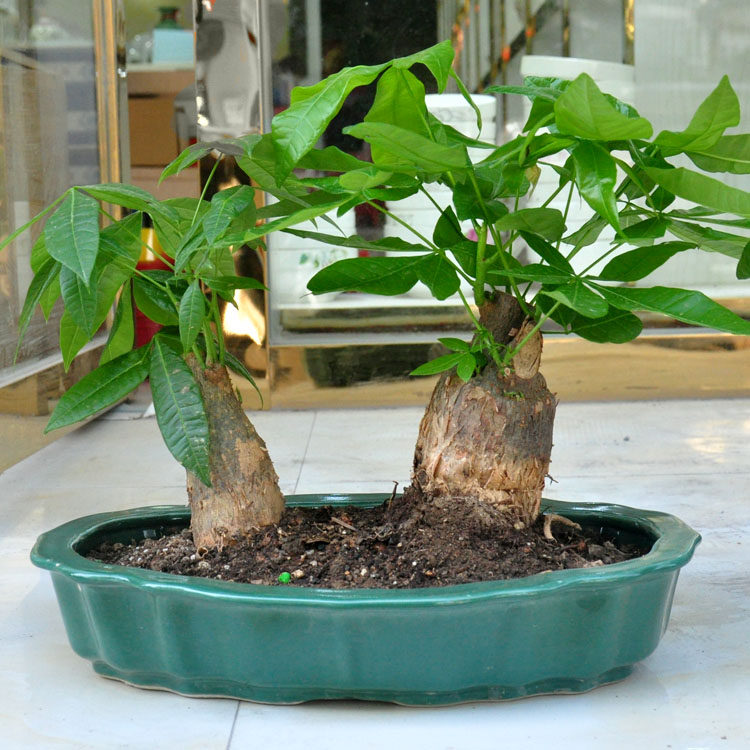 包邮假山盆吸水石盆景花边型种发财树哑光黑墨绿多肉植物盆栽盆景