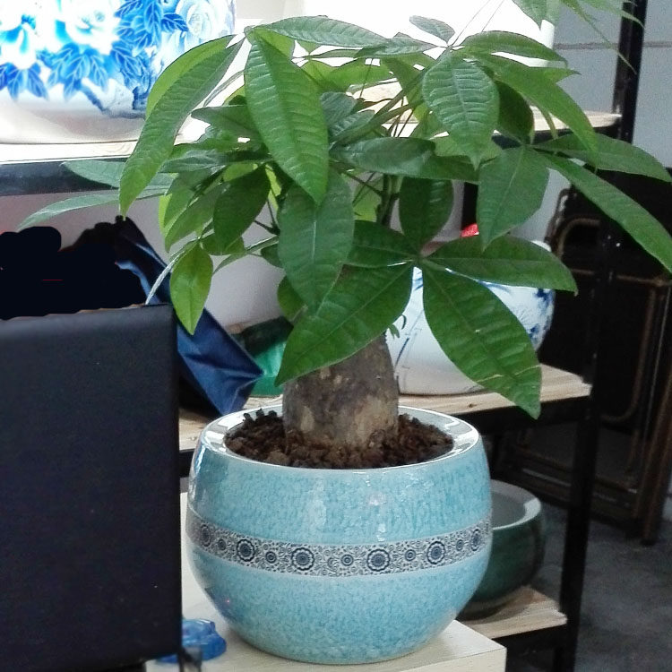 景德镇发财树多肉植物花盆包邮