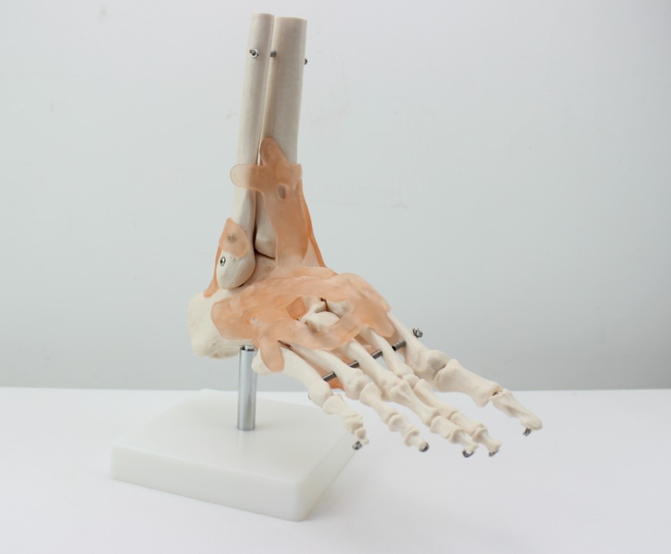 ENOVO颐诺脚关节附韧带模型人体足关节踝关节骨骼运动系统解剖