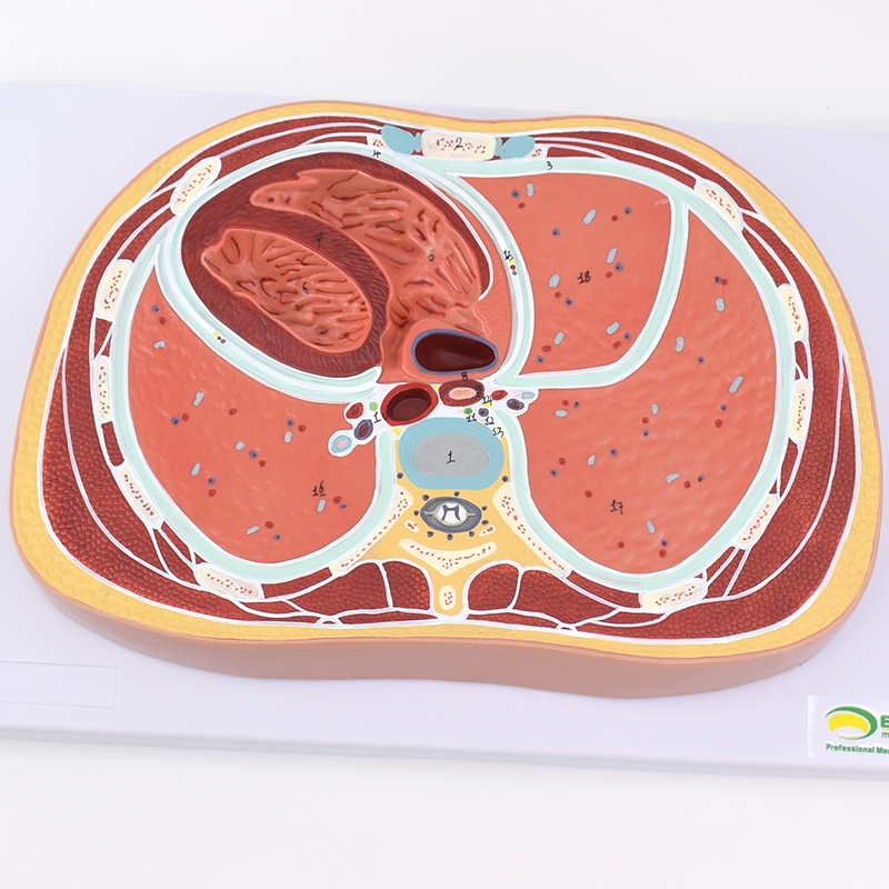 ENOVO颐诺人体胸腔横断模型CT MRI影像放射学磁共振影像学心脏