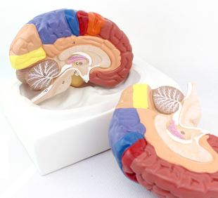 ENOVO颐诺医学大脑皮质功能分区模型人体大脑模型组织解剖布罗德