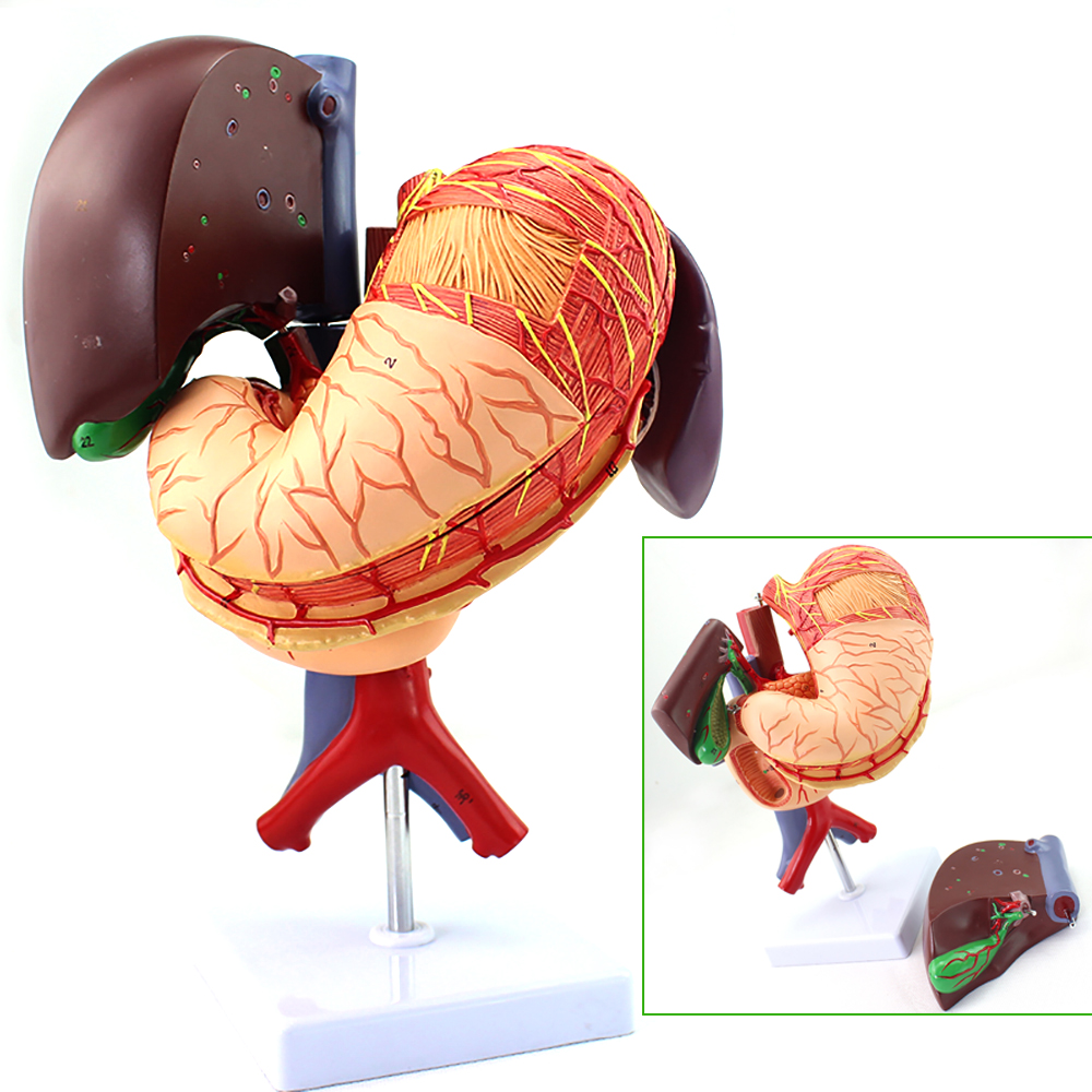 ENOVO颐诺人体肝胆胰脾胃分布十二指肠模型腹腔动静脉消化科系统