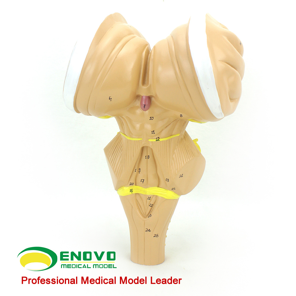 ENOVO颐诺 脑干放大模型 脑干延髓脑桥中脑神经医学用大脑模型