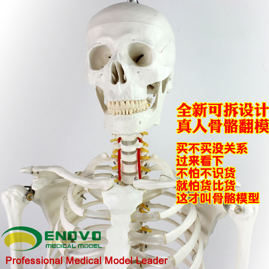 ENOVO颐诺170cm人体骨骼模型 骨架标本模型美术医学艺用可拆卸