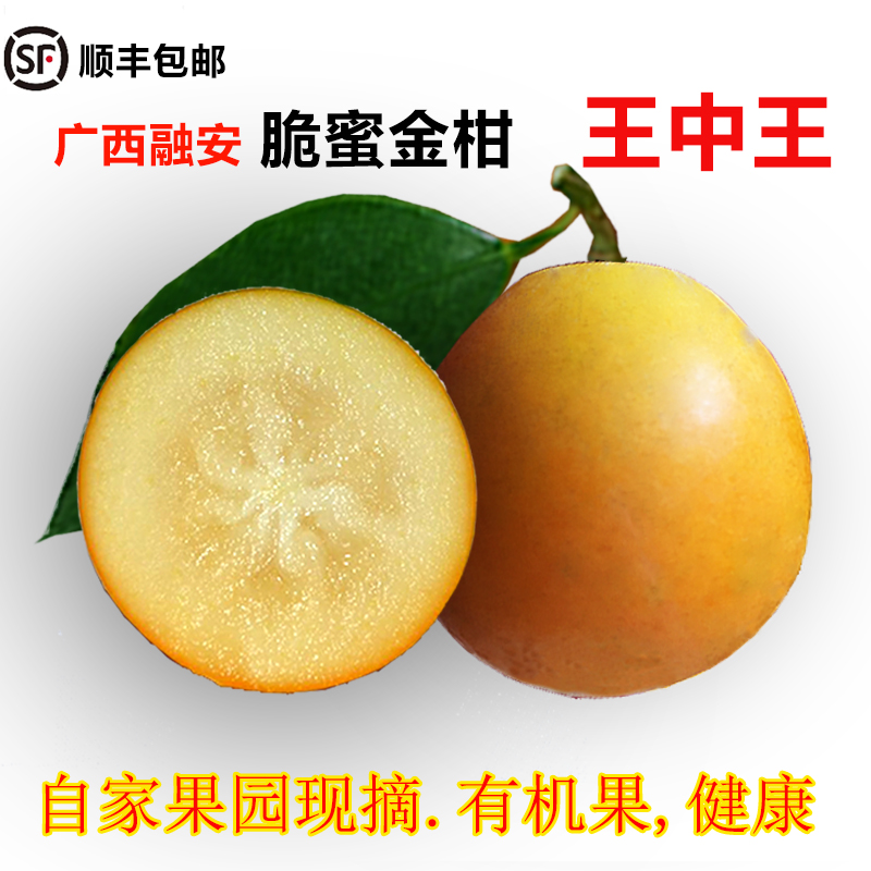 融安金桔王中王脆蜜金柑广西特产金桔新鲜水果现摘现发顺丰包邮大