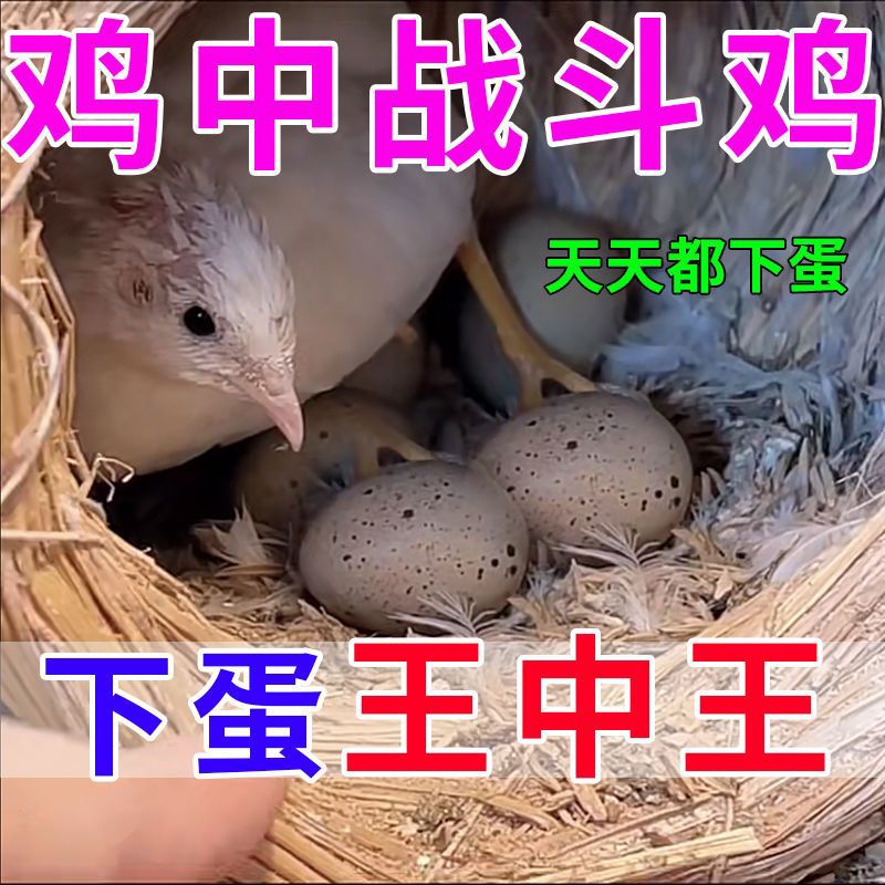 芦丁增蛋增产催蛋卢丁鸡增蛋用鸡鸽用饲料添加剂预防软蛋沙壳催蛋