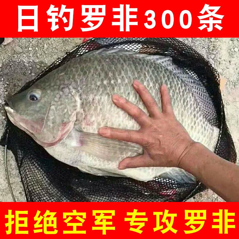 罗非鱼饵料野钓黑坑大罗飞专用饵料广东广西肝腥味香腥味罗非鱼饵