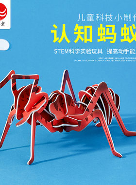 认知蚂蚁儿童科学实验昆虫