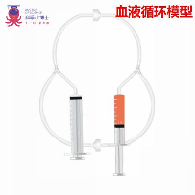血液循环模型儿童DIY小制作实验