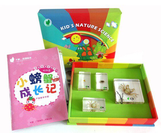 小螃蟹成长记标本 琥珀式有机包埋 幼儿园教具儿童益智玩具