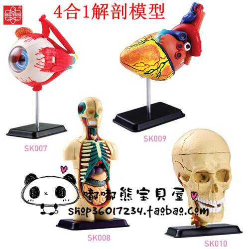 香港EDU幼教早教儿童玩具眼球头颅心脏人体拼装模型4合1解剖模型