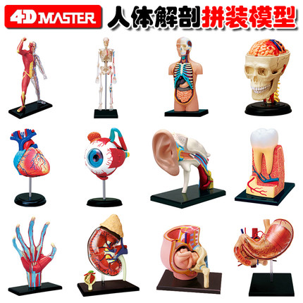 4D MASTER人体拼装模型玩具内脏心脏眼球耳朵牙齿骨骼医用教具