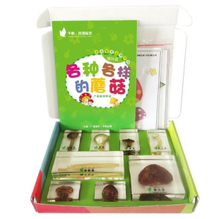 各种各样的蘑菇标本 琥珀式有机包埋标本 幼儿园教具儿童科学玩具