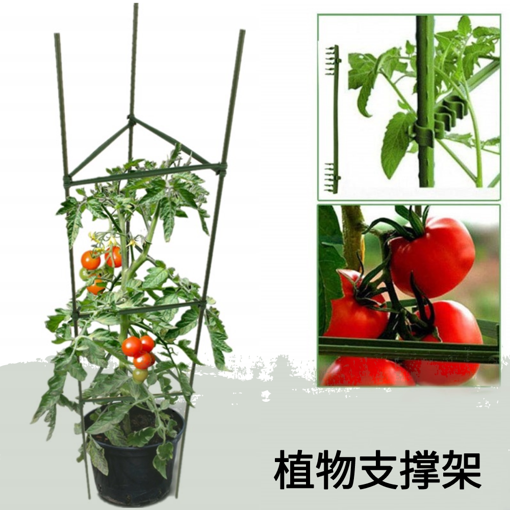 蔬菜植物搭架的方式,菜架怎么搭,四季豆搭架子技巧图片_大山谷图库