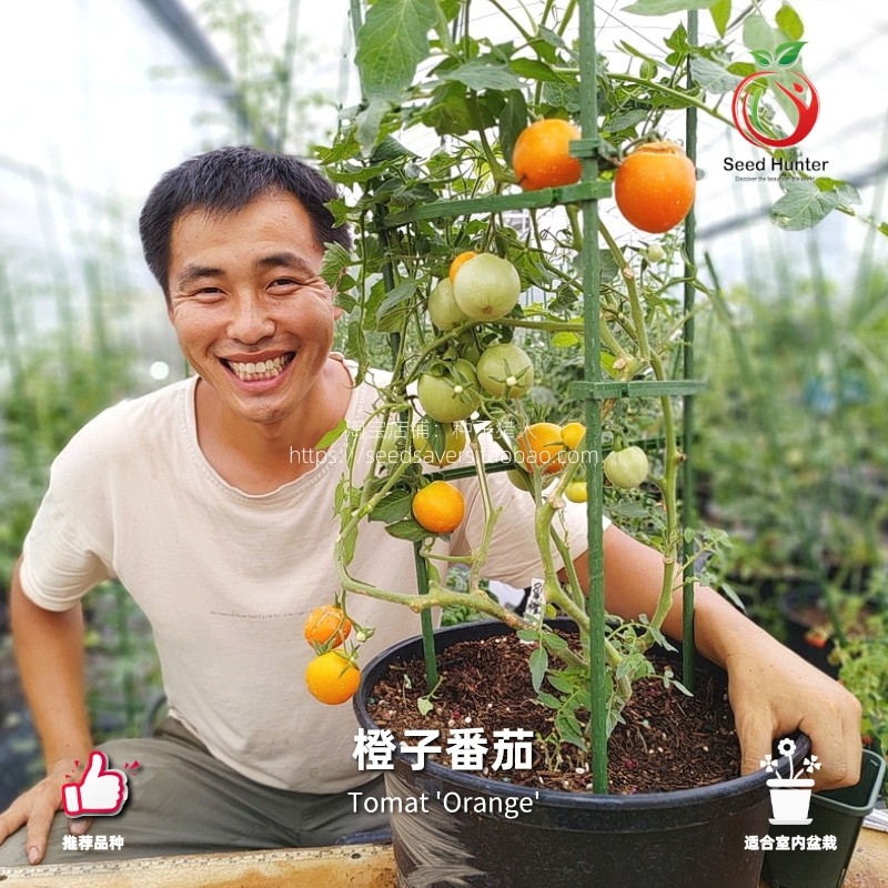种子猎人 橙子矮生番茄传家宝拯救者四季阳台盆栽西红柿种籽