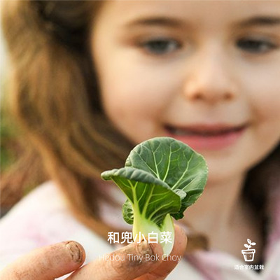 小白菜种子蔬菜种子猎人进口盆栽