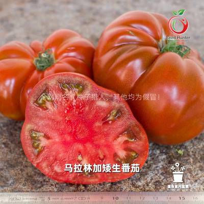 种子猎人四季矮生番茄进口种子