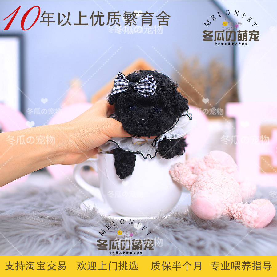 冬瓜萌宠 纯种黑色泰迪犬幼犬活体迷你小型茶杯犬泰迪宠物狗狗11A