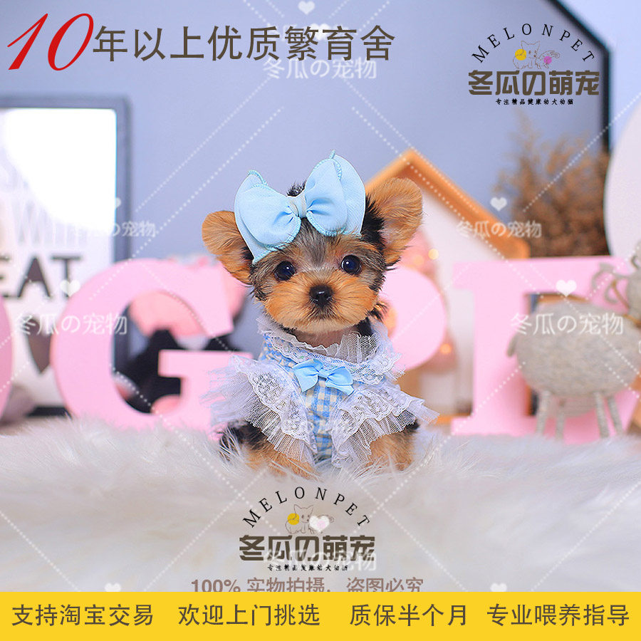 纯种活体金头银背约克夏梗犬