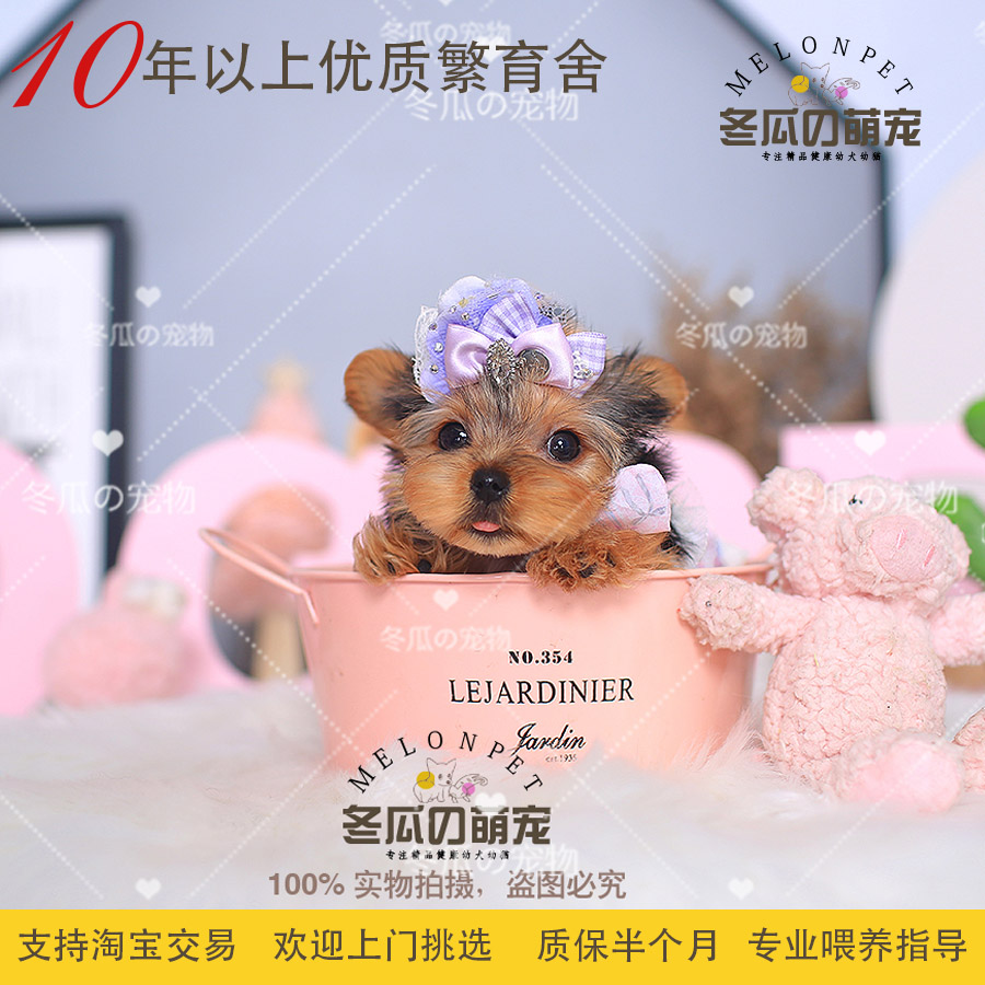 纯种活体金头银背约克夏梗犬