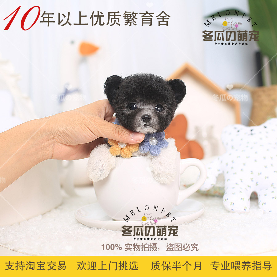 冬瓜萌宠 纯种灰白花泰迪犬幼犬活体迷你茶杯犬泰迪宠物狗狗99a