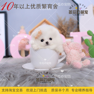 冬瓜萌宠 21A 茶杯博美幼犬活体宠物狗狗 纯种球体白色博美俊介犬