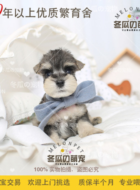冬瓜萌宠 纯种浅灰色 椒盐色雪纳瑞犬幼犬宠物活体茶杯狗狗 84A