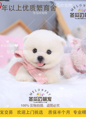 冬瓜萌宠 纯种球体白色博美俊介犬 茶杯博美幼犬活体宠物狗狗 80A