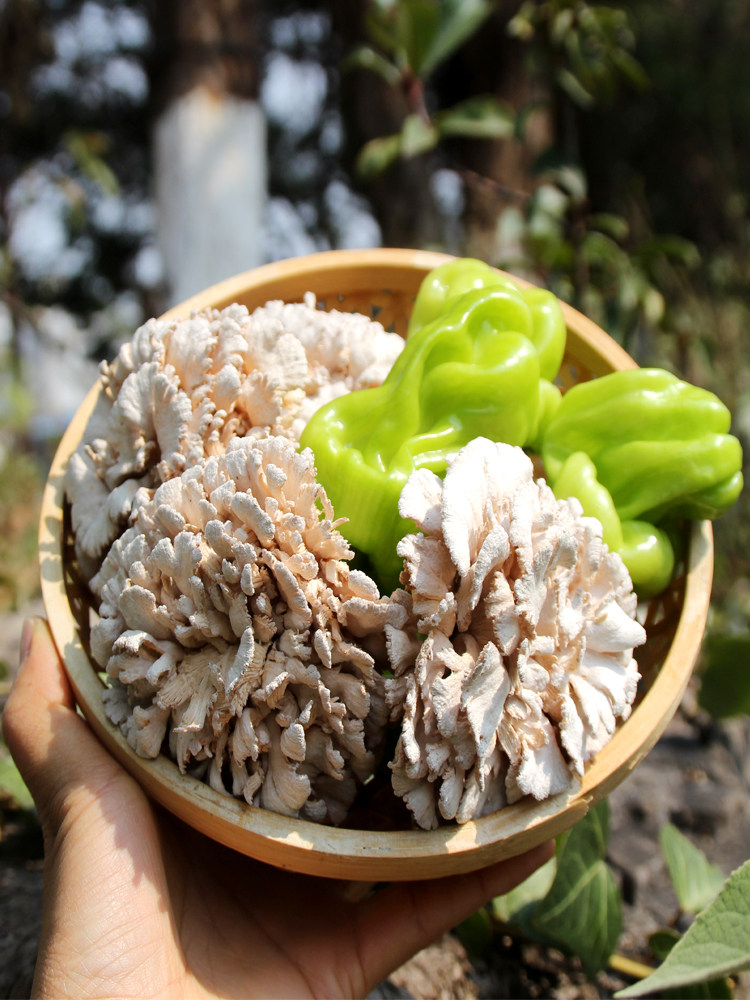 新鲜白参菌 云南土特产食用菌菇 非干货雪莲菌 精选新鲜500g 包邮