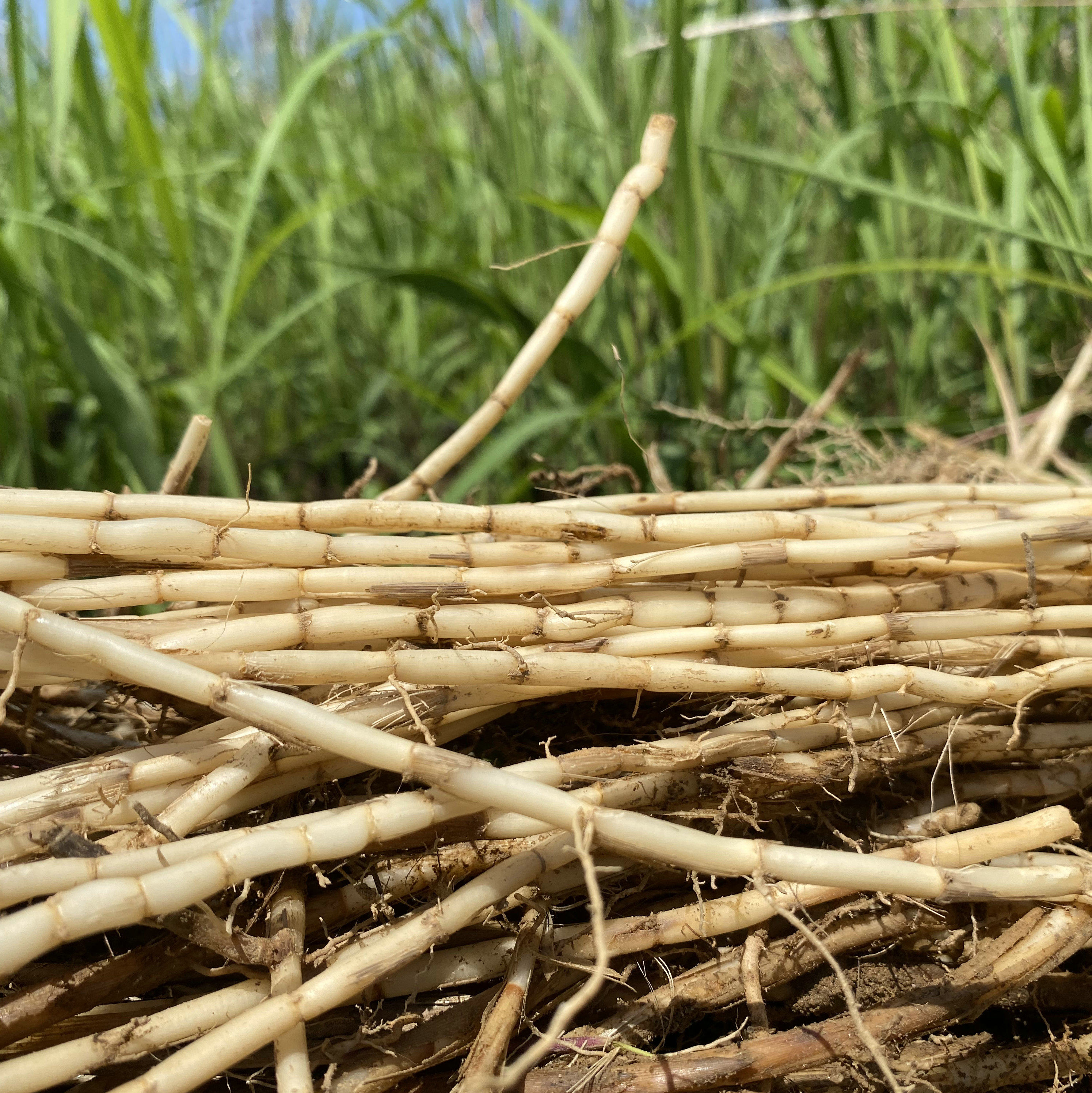 新鲜白茅根竹蔗马蹄茅根水毛根广东凉茶中草药食材野生茅草根包邮