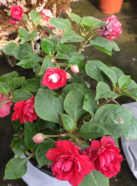 阳台花玻璃翠重瓣非洲凤仙花包邮