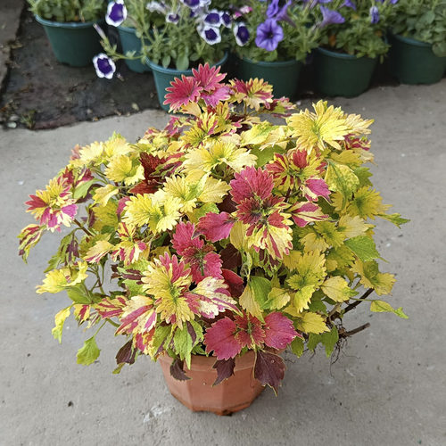 花蝴蝶彩叶草盆栽耐晒庭院花坛草