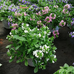 多年生草海桐盆栽带花紫扇花纸扇花蓝扇花垂吊盆花坛地被花卉包邮