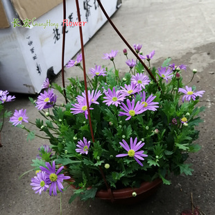 耐寒阳台花卉姬小菊盆栽带花吊盆庭院窗台垂吊花雁河菊木春菊包邮