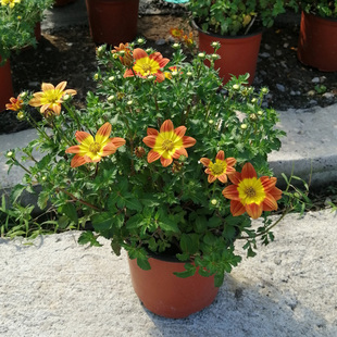 鬼针草盆栽带花银线菊花芳香万寿菊室外阳台庭院耐热四季景观花草