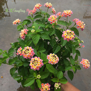 五色梅盆栽带花马樱草马缨丹庭院花园耐热晒花卉攀爬四季梅花包邮