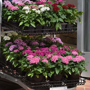 五星花繁星花盆栽带花雨伞花众星花耐热室外庭院阳台绿植花卉包邮