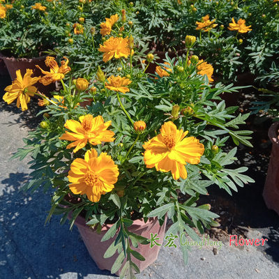 波斯菊花室外庭院阳台草坪盆栽