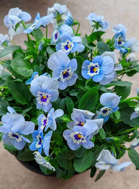 三色堇盆栽小角堇阳台花卉庭院花