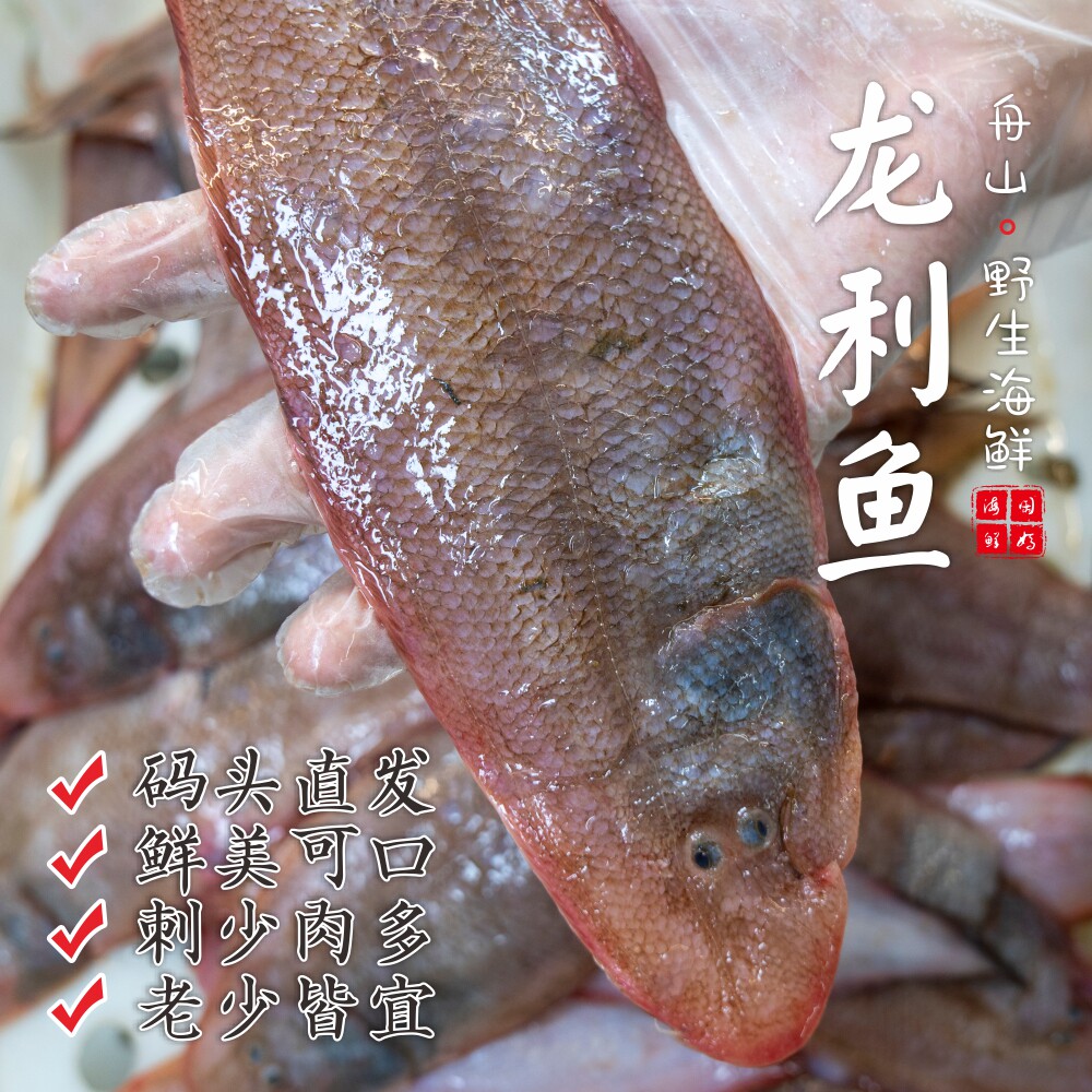 【闹妈】[热气]舟山粗鳞舌鳎大玉秃鱼 各种规格