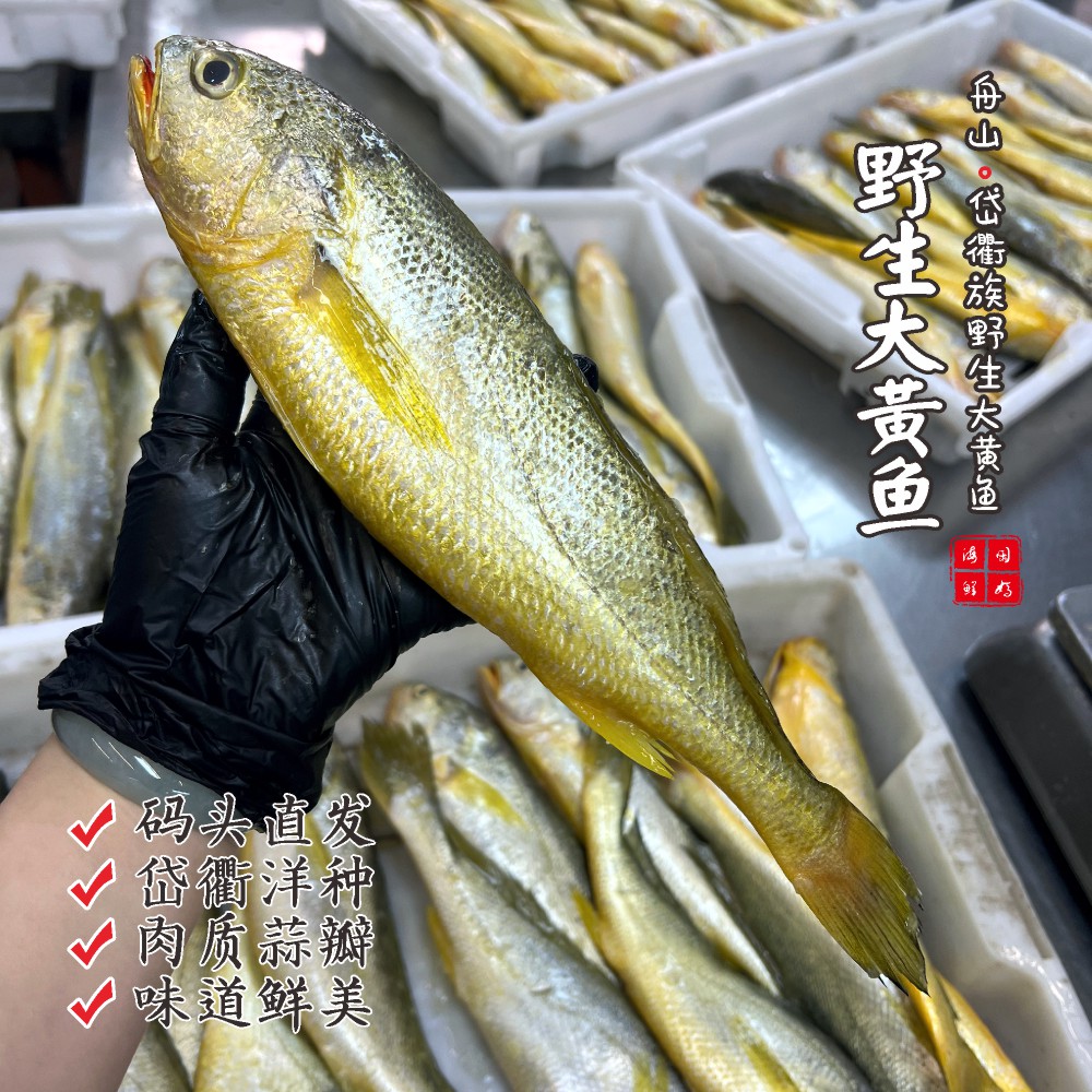 [鲜冻]舟山细鳞大黄鱼按条卖
