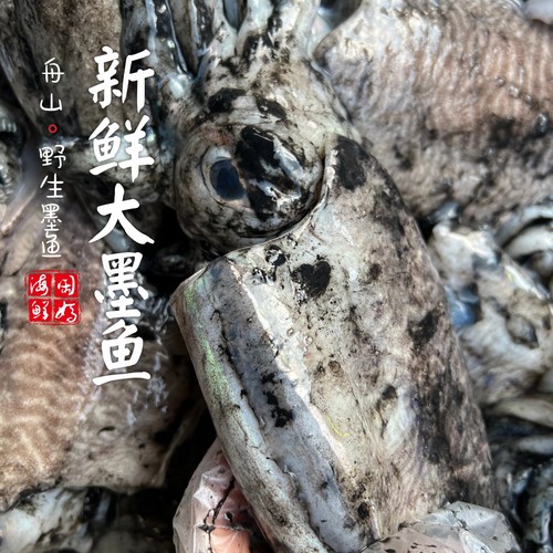 【闹妈】[热气] 舟山新鲜捕捞大墨鱼 各种规格
