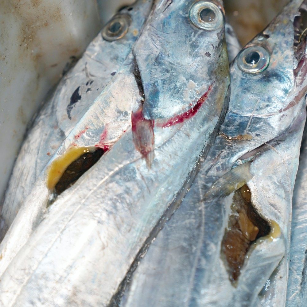 【闹妈海鲜】[受伤带鱼]亏本货/性价比高/规格多,水产肉类/新鲜蔬果/熟食,斑鱼,淘宝优惠券,粉丝福利购,淘宝优惠卷