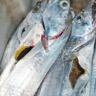 【闹妈海鲜】[受伤带鱼]亏本货/性价比高/规格多